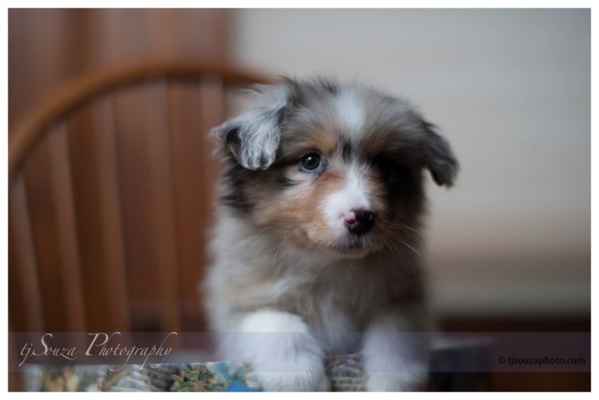 aussie-puppy-photos-0010